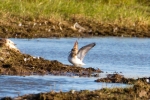 Broad-billed-Sandpiper-Frampton-June-2015-28c29Alan-Tate-01.jpg