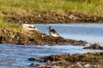 Broad-billed-Sandpiper-Frampton-June-2015-28c29Alan-Tate-02.jpg