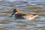 Red-necked-Phalarope-Frampton-June-2015-28c29Alan-Tate-01.jpg