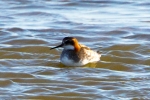 Red-necked-Phalarope-Phalaropus-lobatus-Frampton-June-2015-28c29Alan-Tate-02.jpg