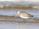 Bar_Tailed_Godwit.jpg