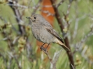 Black_Redstart.jpg