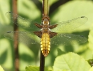 Broad_Bodied_Chaser.jpg