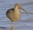 Curlew_edited-1.jpg