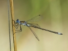 Emerald_Damselfly_2.jpg