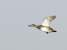 Gadwall.jpg