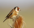 Goldfinch_28229.jpg