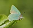 Green_Hairstreak2.jpg