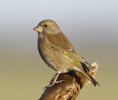 Greenfinch.jpg