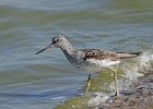 Greenshank.jpg