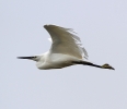 Little_Egret.jpg