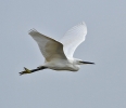 Little_Egret1.jpg