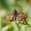 Marsh_Fritillary.jpg