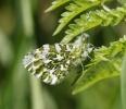 Orange-tip.jpg