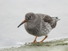 Purple_Sandpiper1.jpg