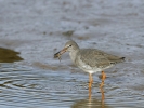 Redshank_(2).jpg