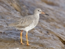 Redshank_(3).jpg