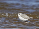 Sanderling.jpg