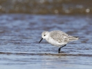 Sanderling1.jpg