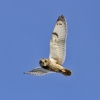 Short-eared_Owl.jpg