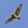 Short-eared_Owl1.jpg