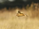 Short_Eared_Owl_(4).jpg