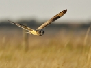 Short_Eared_Owl_(5).jpg