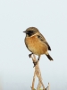 Stonechat1.jpg