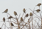 Twite.jpg