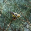 Two-barred_Crossbill.jpg