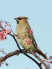 Waxwing.jpg