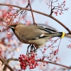 Waxwing2.jpg