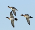 Wigeon.jpg