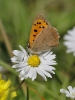 small_copper.jpg