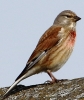 864A0016__LINNET_crp.jpg