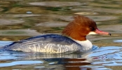 864A0054__GOOSANDER__CRP.jpg