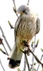 864A0113___KESTREL_CRP.jpg