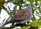 864A0123__TURTLE_DOVE__crp.jpg