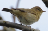 864A0133___CHIFF_CHAFF_28_BEST_EVER__29__CRP.jpg