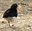 864A0186_OYSTER_CATCHER_CRP.jpg