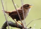 864A0221__WREN_CRP.jpg