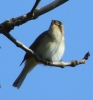 864A0237__CHIFF_CHAFF__CRP.jpg