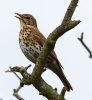 864A0250__SONG_THRUSH__CRP.jpg