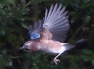 864A0275___JAY___CRP____28__IN__FLIGHT_29.jpg