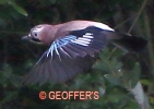 864A0277__JAY_IN_FLIGHT__CRP.jpg