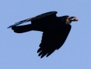 864A0398___ROOK_WITH_BREAKFAST_CRP.jpg