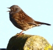 864A0474__DUNNOCK__CRP.jpg