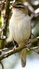 864A0527__SEDGE_WARBLER__CRP.jpg