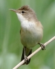 864A0536___RED_WARBLER__crp.jpg