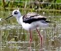 864A0703_BLACK_WINGED_STILT_CRP.jpg